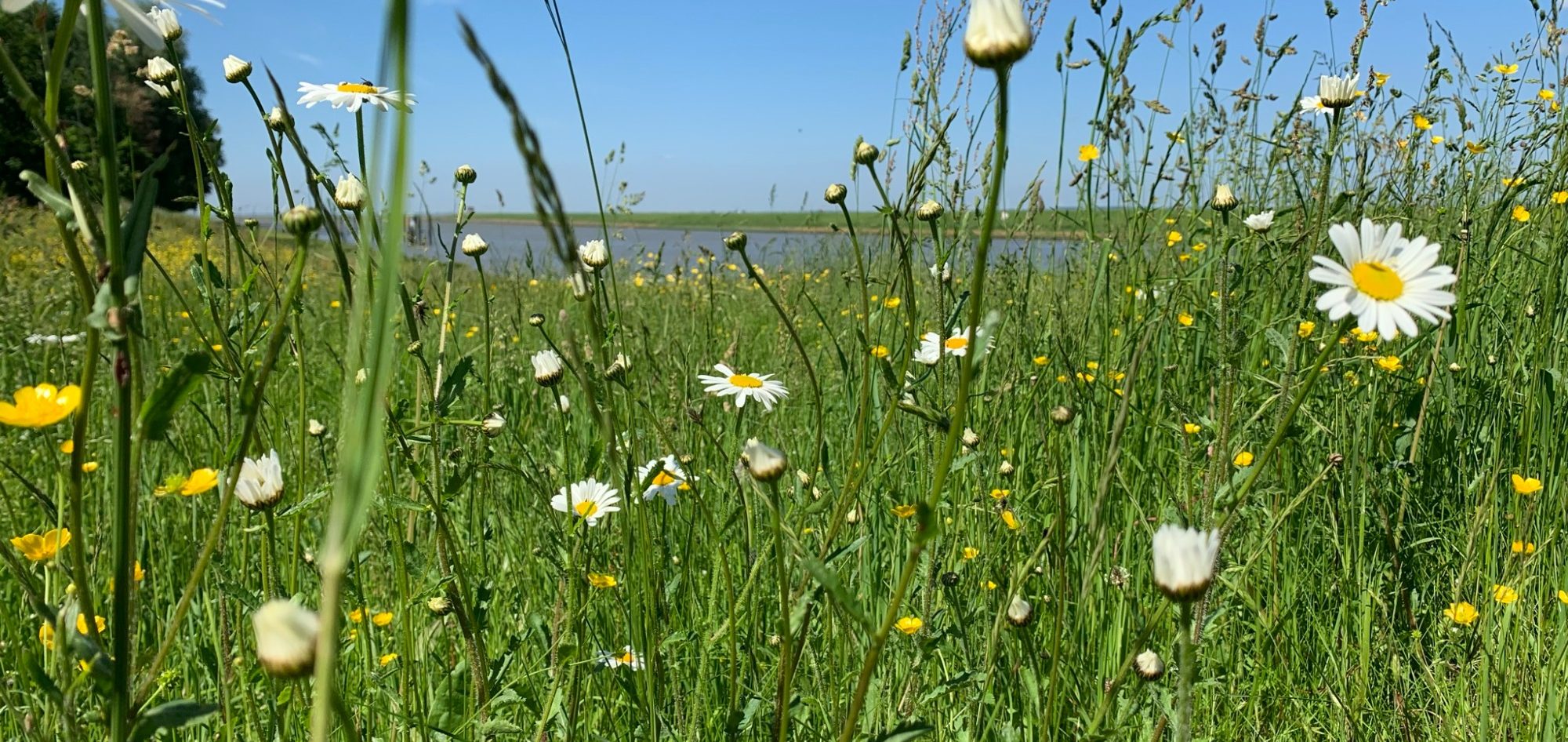 Margeriten Bunte Wiese mit wilde Blumen und einem klaren blauen Himmel im Hintergrund.