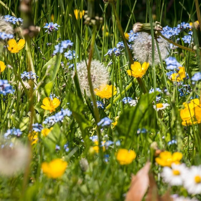 Wiesenblumen blühende Wildblumen Löwenzahn Pusteblume, Vergissmeinnicht, Butterblume