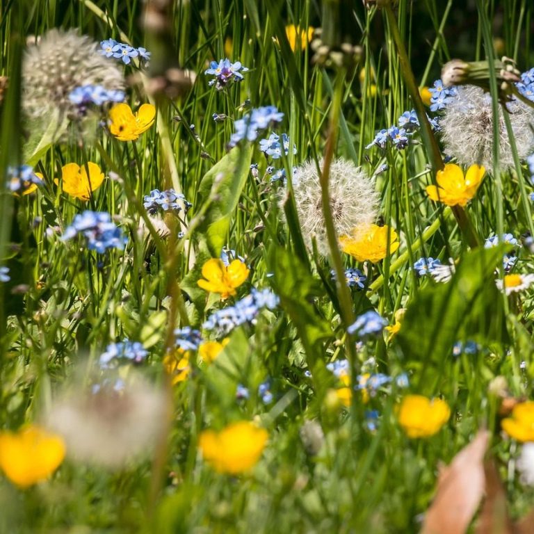 Wiesenblumen blühende Wildblumen Löwenzahn Pusteblume, Vergissmeinnicht, Butterblume
